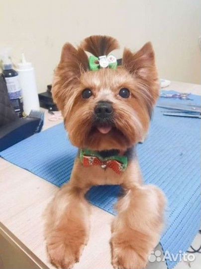 Йоркширский терьер ищет подружку для вязки