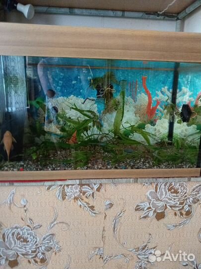 Аквариум