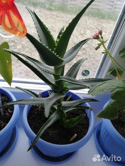 Алоэ столетник