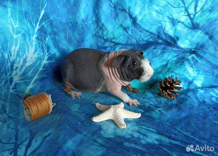 Морская свинка Скинни