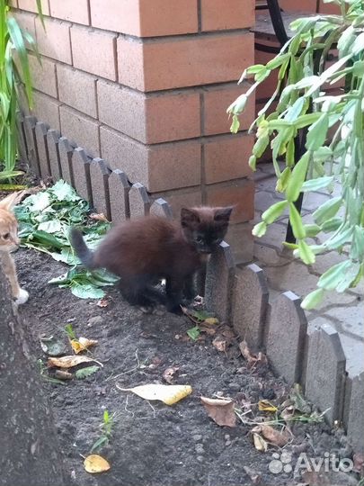 Котик и кошечка