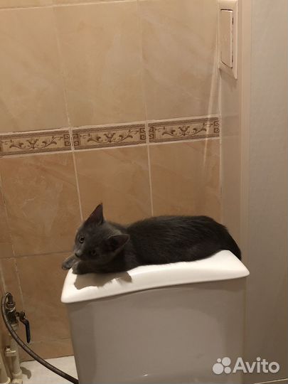 Кошки в добрые руки