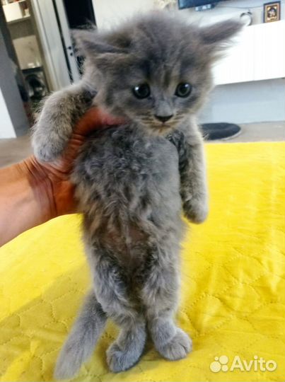 Котенок девочка бесплатно