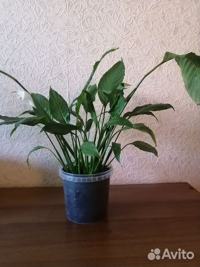 Комнатные цветы