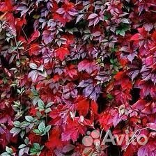 Саженцы, девичий виноград