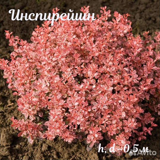 Барбарис Тунберга