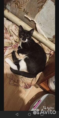 Не обычный Котик в добрые руки