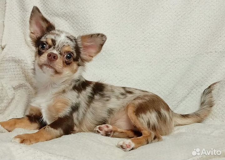 Девочка чихуахуа