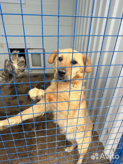 Собака сука метис ретривера