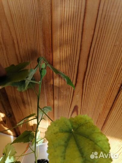 Абутилон оранжевый