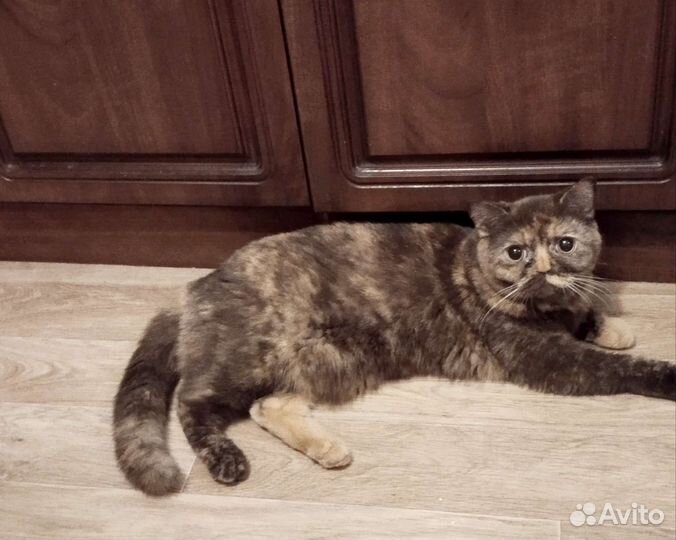 Британская кошечка в добрые руки