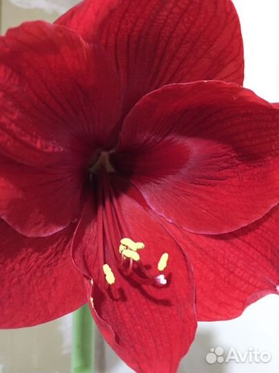 Гиппеаструм(амариллис)