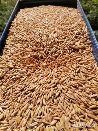 Дробленка,ячмень,пшеница,овес,кукуруза