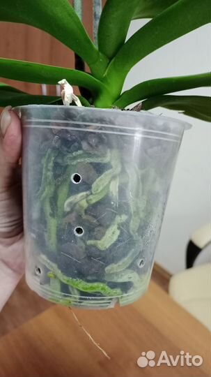 Орхидея Биг Лип