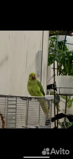 Ожереловый попугай