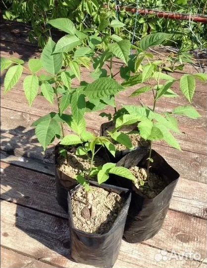 Саженцы орех черный, зкс, 2023