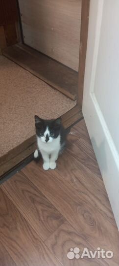 Кошка в дар