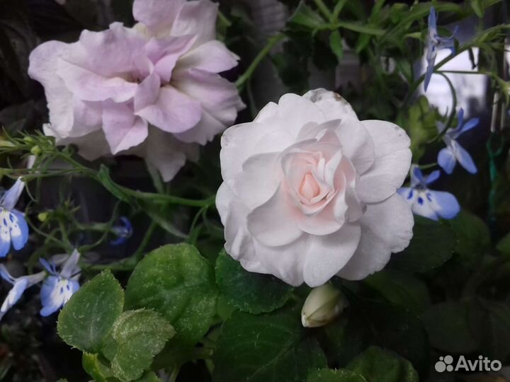 Бальзамины