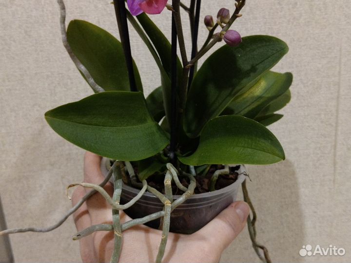 Орхидея мультифлора Льюис Берри пинк