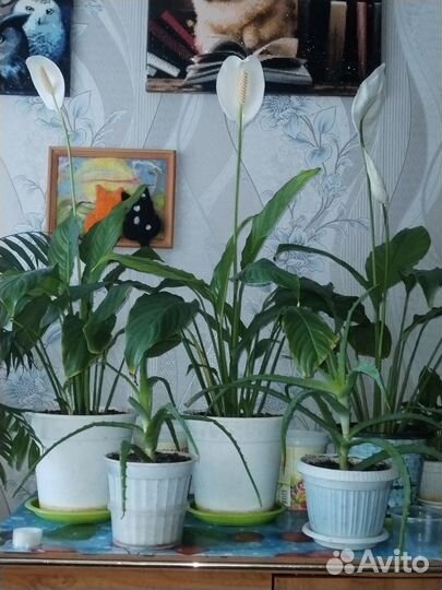 Денежное дерево(толстянка)