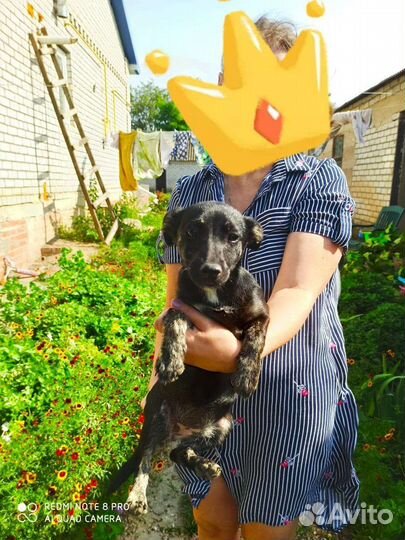 Щенок девочка