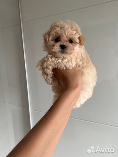 Мальтипу ф1 micro микро мальчик Жемчуг/беж