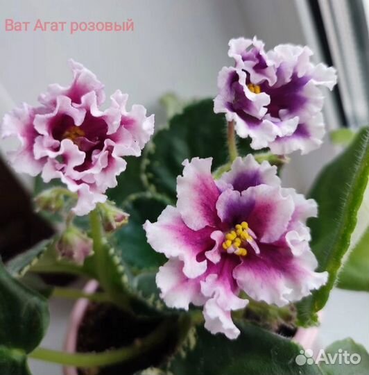 Детки сортовых фиалок