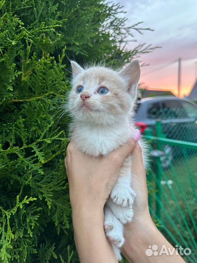 Котенок рыжий