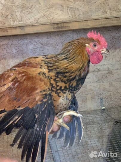 Молодой петушок