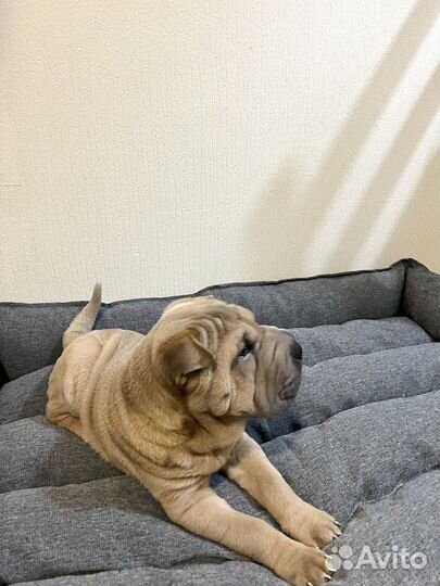 Для ваших питомцев изготовим корм