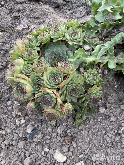 Суккулент Молодило