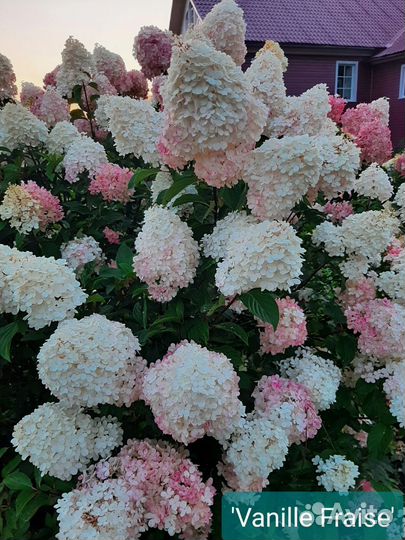 Гортензии метельчатые сортовые