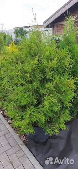 Туя брабант