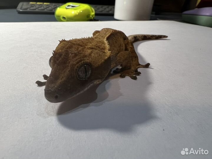 Бананоед самец 7 месяцев