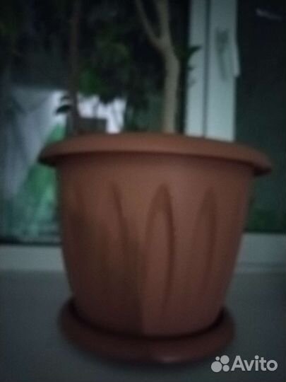 Фикус бенджамина большой