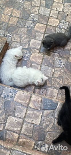 Котята бесплатно