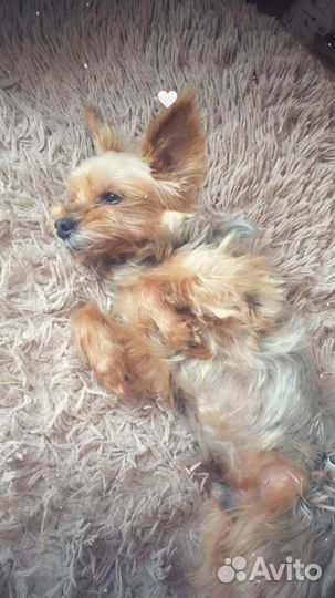 Йоркширский терьер вязка