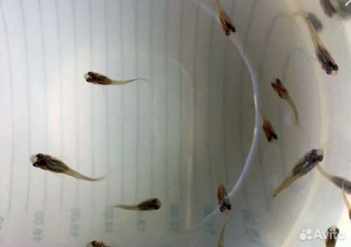 Рыбки гуппи