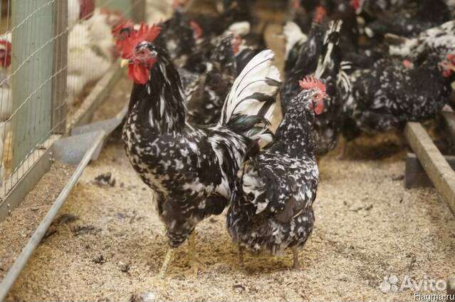 Цыплята и инкубационное яйцо. Ухейлюй, австролорп