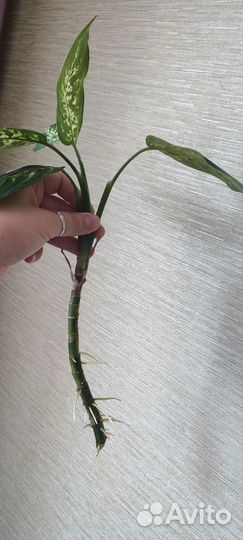 Диффенбахия Компакта