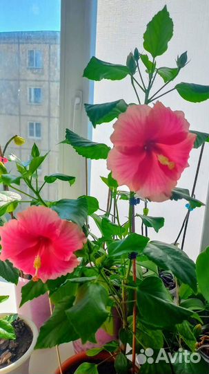 Розовый (гибискус)