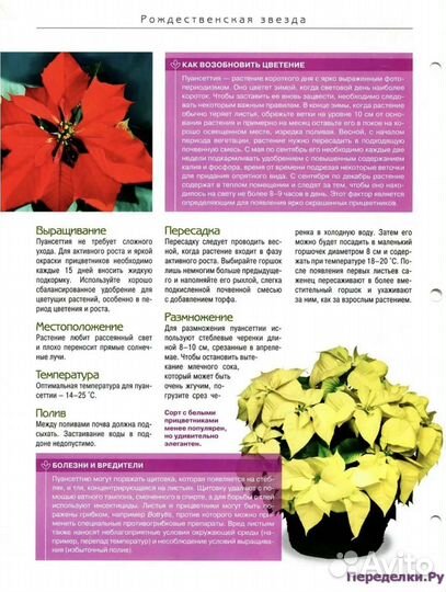 Пуансеттия. Рождественская звезда