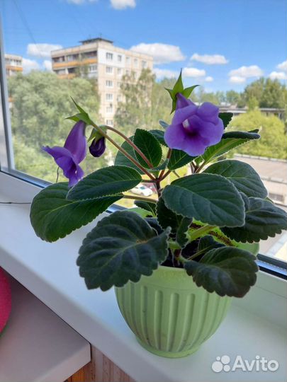 Глоксиния цветущая