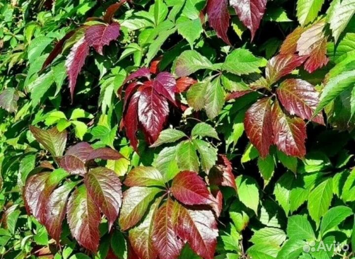 Саженцы девичий виноград