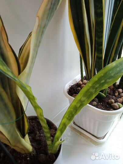 Комнатные цветы сансевиерии