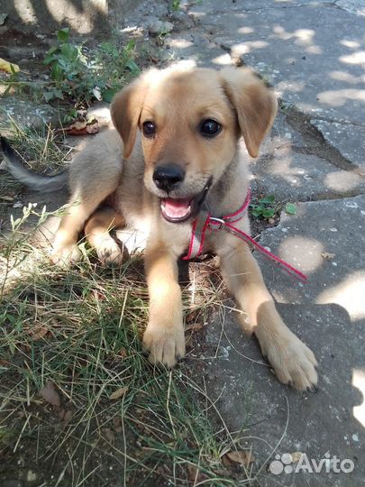 Щеночек девочка в добрые ручки