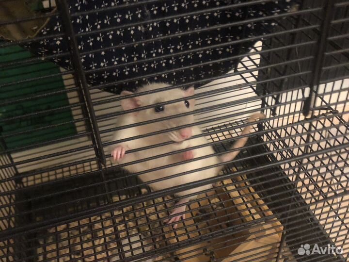 Крысы домашние с клеткой к
