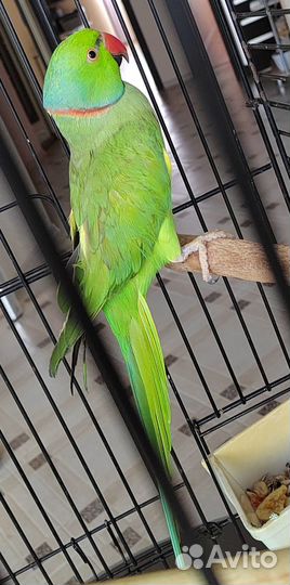Ожереловый попугай самец