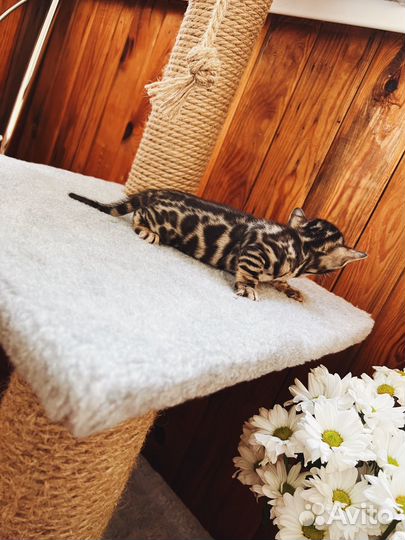 Бенгальские котята
