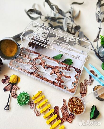 Муравьиная ферма с муравьями